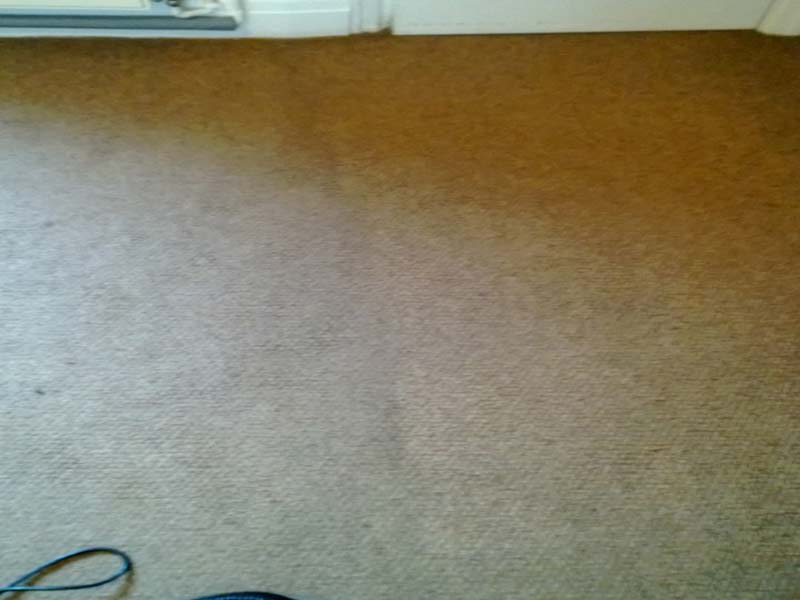 Professional Carpet Cleaning in Cardiff,Newport,Bridgend Most cost